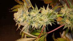 Nightmare Cookies 4a Sin City Seeds Rinçage