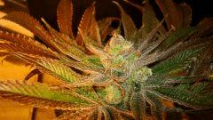 Nightmare Cookies 5b Sin City Seeds Rinçage