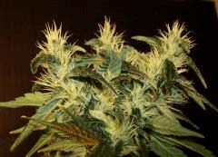 Agent Orange 2 Mulanje Gold 3 C