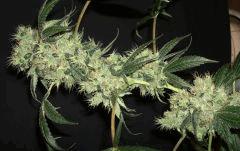 LARRY OG 8