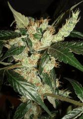 AGENT ORANGE 2 X MULANJE GOLD 3 C