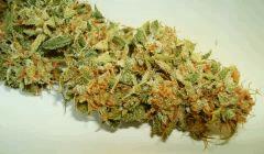 AGENT ORANGE 1 X MULANJE GOLD 2
