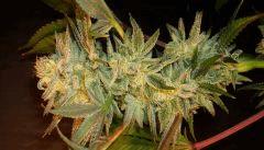 Nightmare Cookies 4 Sin City Seeds D