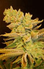 Blue Lime Pie 2d Sin City Seeds Rinçage