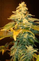 Blue Lime Pie 4c Sin City Seeds Rinçage