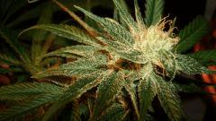 Agent Orange 1 Mulanje Gold 2 B