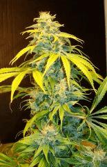 Agent Orange 1 X Mulanje Gold 2 Rinçage