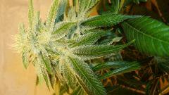 Blue Lime Pie 5 B KEEPER Sin City Seeds