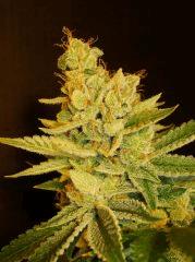 Strawberry Banana 2a Reserva Privada Rinçage