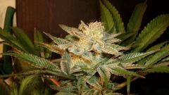 Nightmare Cookies 4 Sin City Seeds B