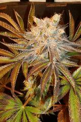 Nightmare Cookies 1d Sin City Seeds Rinçage.JPG