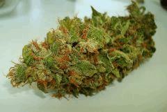 AGENT ORANGE 2 X OG KUSH 2