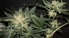 AGENT ORANGE 2 X OG KUSH 2 B