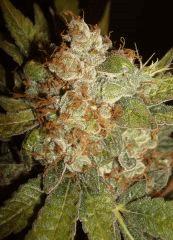 Grape Og 7