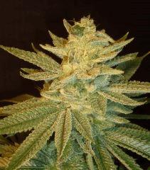 Blue Lime Pie Sin City Seeds 3 C