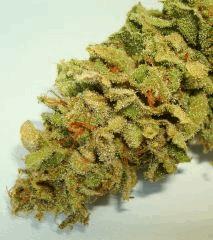 BLUE LIME PIE 3 SIN CITY SEEDS