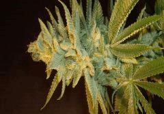 Blue Lime Pie Sin City Seeds 3 A