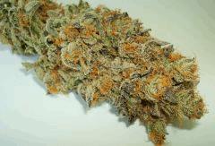NIGHTMARE COOKIES 1 SIN CITY SEEDS