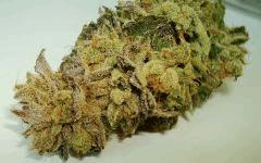 BLUE LIME PIE 1c SIN CITY SEEDS