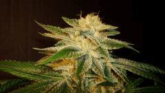 Blue Lime Pie Sin City Seeds 5 C
