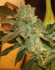 Blue Lime Pie 1 Sin City Seeds Rinçage