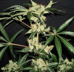 AGENT ORANGE 2 X MULANJE GOLD 3 N