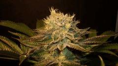 Nightmare Cookies 1 Sin City Seeds C