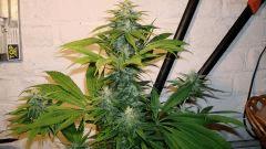 AGENT ORANGE 1 X MULANJE GOLD 2 b