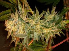 Nightmare Cookies 4 Sin City Seeds A