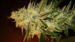 Scott's Og 2 Rare Dankness Seeds C