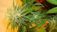 Scott's Og 2 c Rare Dankness Seeds