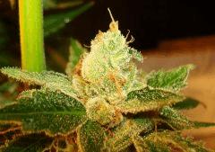 Scott's Og 3c Rare Dankness Seeds Rinçage