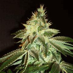 Agent Orange 2 X OG Kush C