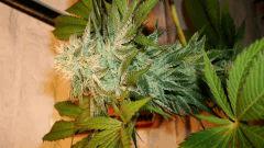 NIGHTMARE COOKIES 3 A