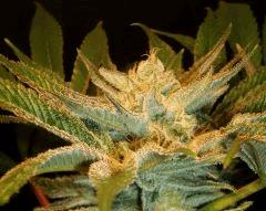 Nightmare Cookies 5 Sin City Seeds A