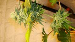 Blue Lime Pie 1 b Sin City Seeds