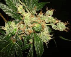 AGENT ORANGE 2 X MULANJE GOLD 3 Q