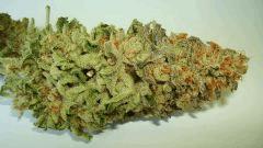 BLUE LIME PIE 4f SIN CITY SEEDS