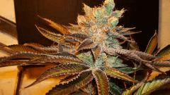 Nightmare Cookies 1c Sin City Seeds Rinçage.JPG