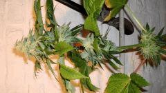 BLUE LIME PIE 4 B