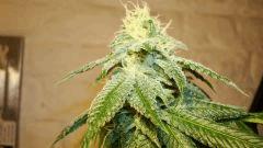 Scott's Og 1 c KEEPER Rare Dankness Seeds
