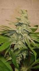 STRAWBERRY BANANA 2 A