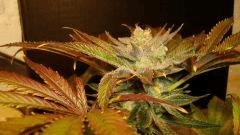 Nightmare Cookies 5a Sin City Seeds Rinçage