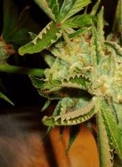 Ace Of Spades TGA 3 G