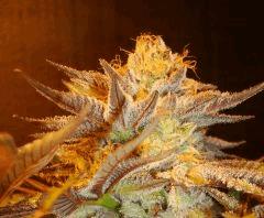 Nightmare Cookies 3b Sin City Seeds Rinçage