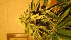 Agent Orange 2 x Og Kush 2 B KEEPER