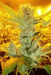 Grizzly Purple Kush 2 Blimburn seeds