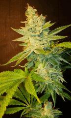 Strawberry Banana 2b Reserva Privada Rinçage
