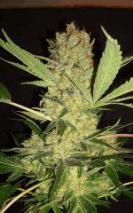 GPK 10