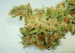 AGENT ORANGE 1 X MULANJE GOLD 3
